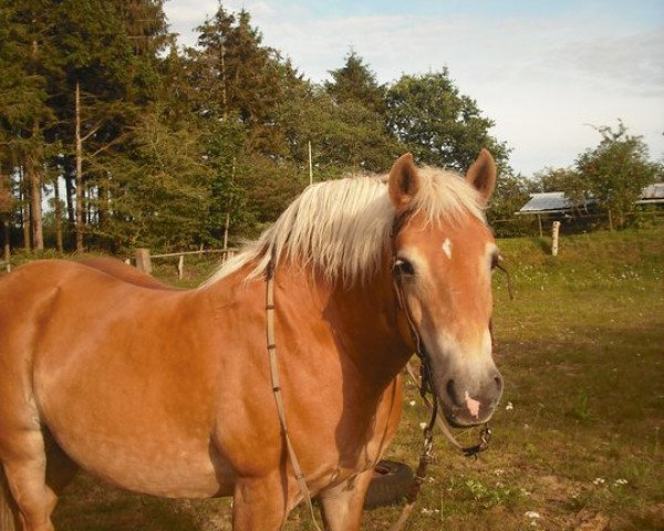 broodmare Bianca (Haflinger, 1997, from Bergwind)