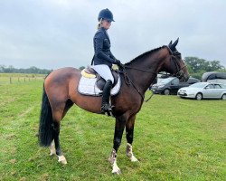 jumper KSM Mystic (KWPN (Royal Dutch Sporthorse), 2017, from Dallas VDL Z)
