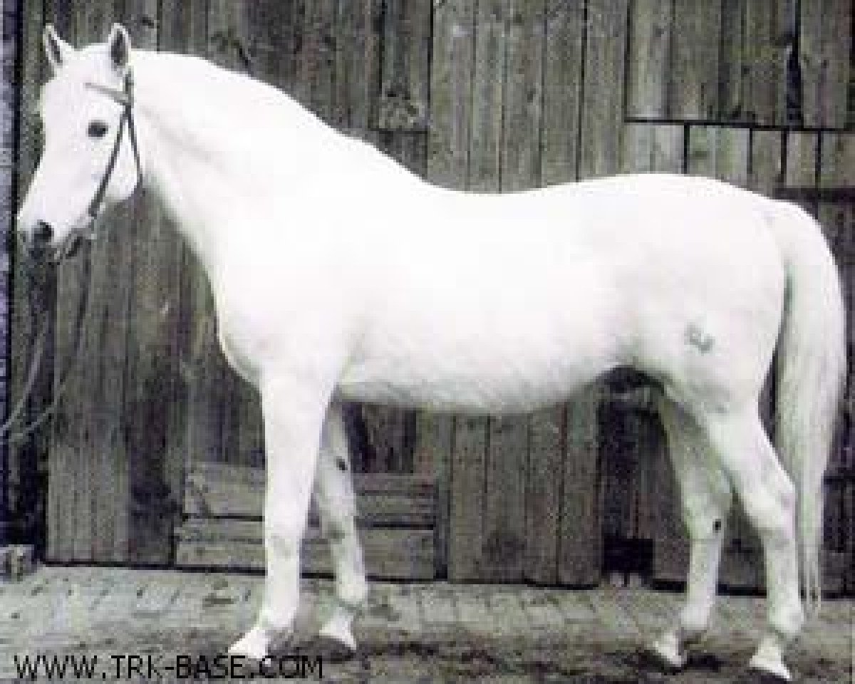 Deckhengst Altgesell Il Mo 1161 (Trakehner, 1941, von Altsilber 3758)