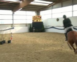 broodmare Just Stella L (Oldenburg show jumper, 2006, from Singulord Joter)