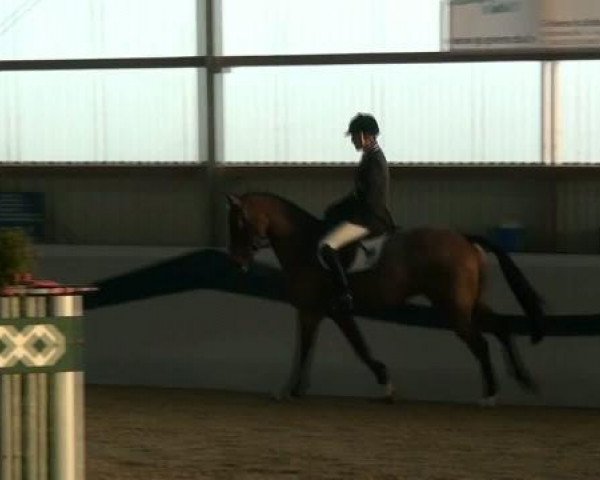 eventing horse Classic Affair (Holsteiner, 2007, from Con Air)