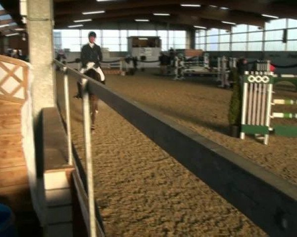 jumper Qesera E (Westphalian, 2007, from Quinta Real)