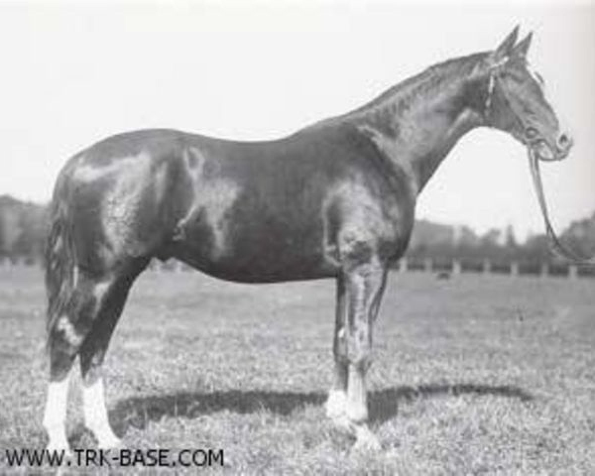 stallion Klingsor 4164 (Trakehner, 1935, from Hirtensang)