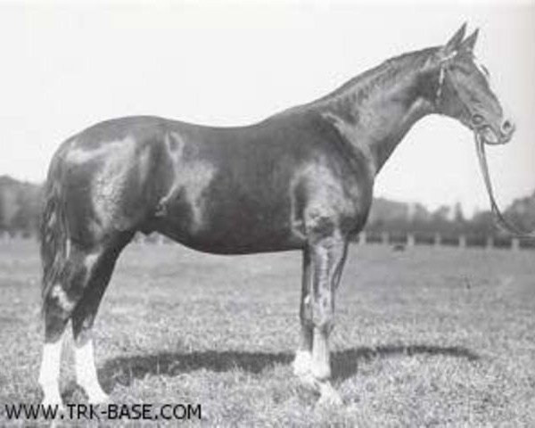 stallion Klingsor 4164 (Trakehner, 1935, from Hirtensang)