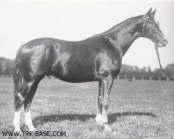stallion Klingsor 4164 (Trakehner, 1935, from Hirtensang)