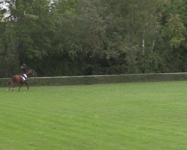 Reitturnier Westeregeln 2021