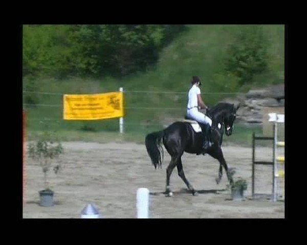 jumper Lyco (Oldenburg, 2005, from Lycos)