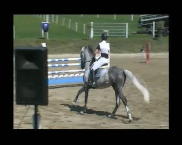 horse Curtney (Hanoverian, 2003, from Calido I)