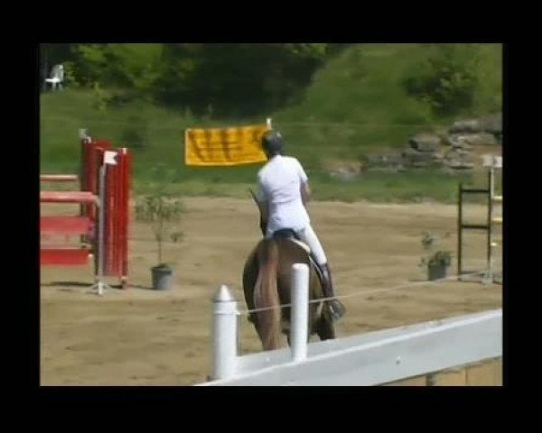 jumper Miel (KWPN (Royal Dutch Sporthorse), 1994, from Recruut)
