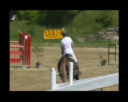 Cavallo da salto Miel (KWPN (Warmblood olandese), 1994, di Recruut)