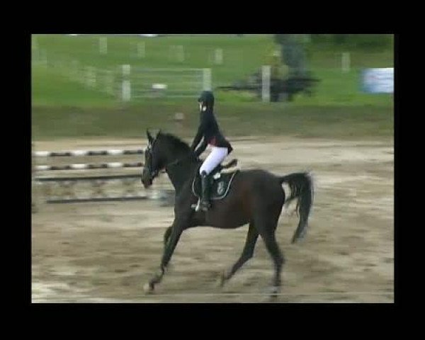 jumper Georgia 163 (Hanoverian, 1999, from Goodman)