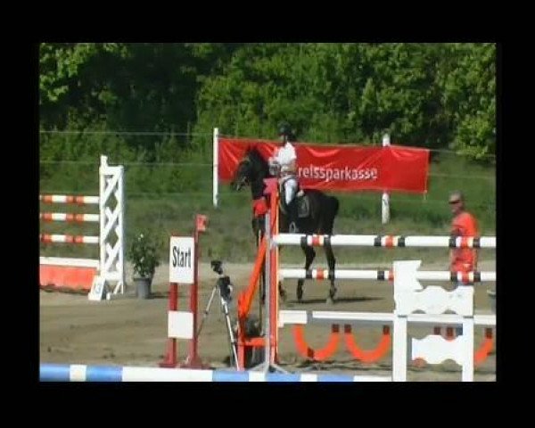 jumper Cosima 189 (Oldenburg, 2002, from Concetto I)