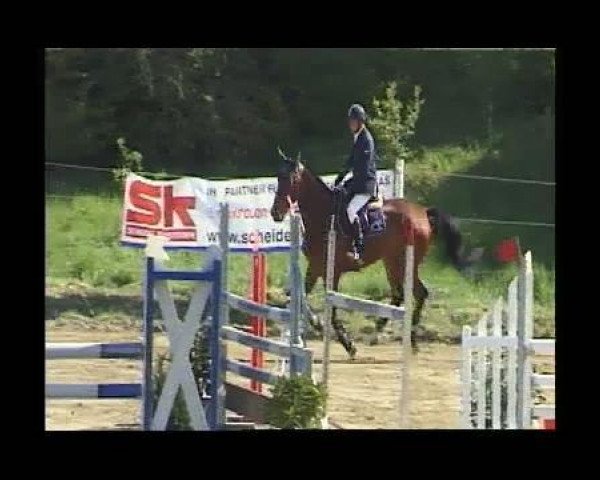 Springpferd Secento 2 (Oldenburger, 2006, von Samarant)