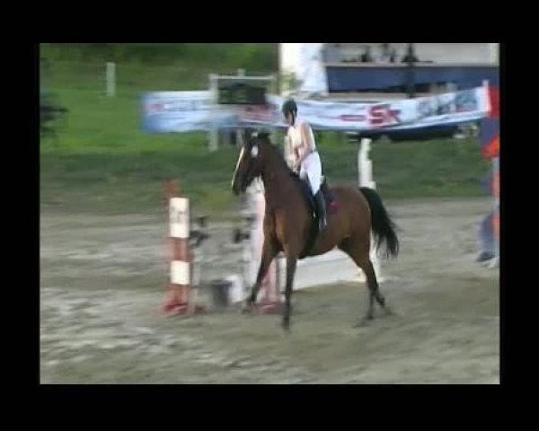 Springpferd Lyoto (Holsteiner, 1996, von Linaro)
