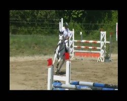 Springpferd Silver 260 (Rheinländer, 2004, von Scarlatti)