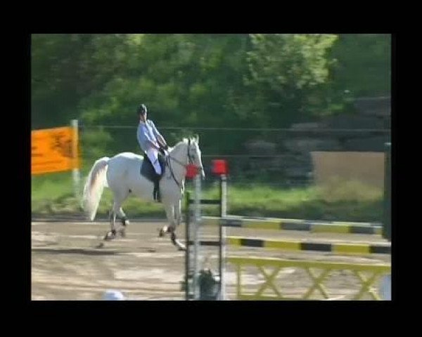 jumper Leo S (Holsteiner, 1996, from Lennon)