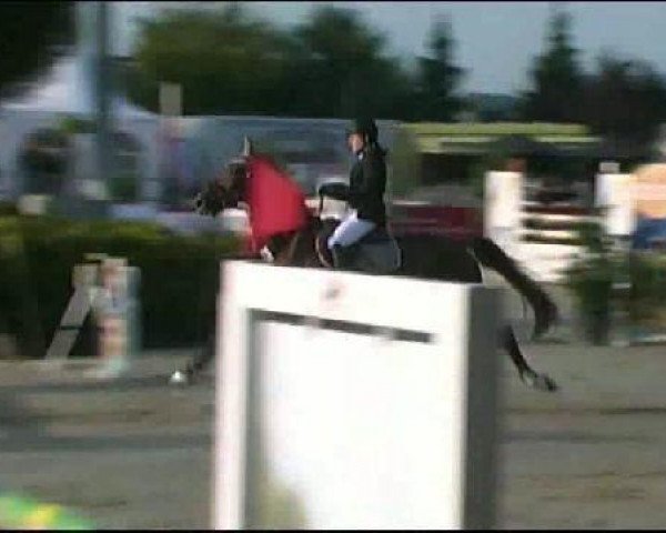 jumper Golden Coin 2 (Hanoverian, 1996, from Gralswaechter)