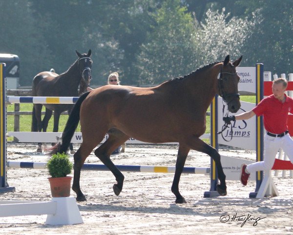 broodmare Clari Sue (Westphalian, 2012, from Chacco Chacco)