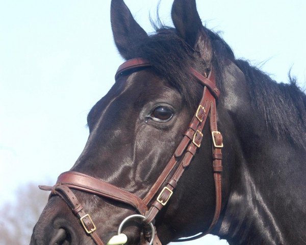 Pferd Roncalli 114 (Oldenburger, 2003, von Ron William)