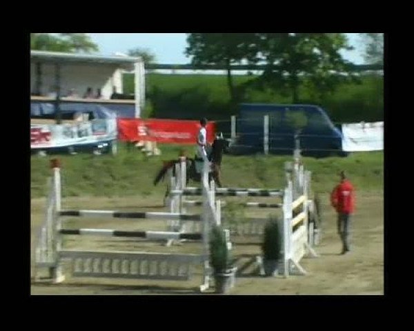 Zuchtstute Tzenna (Schwedisches Warmblut, 1999, von Alpen Corrado)