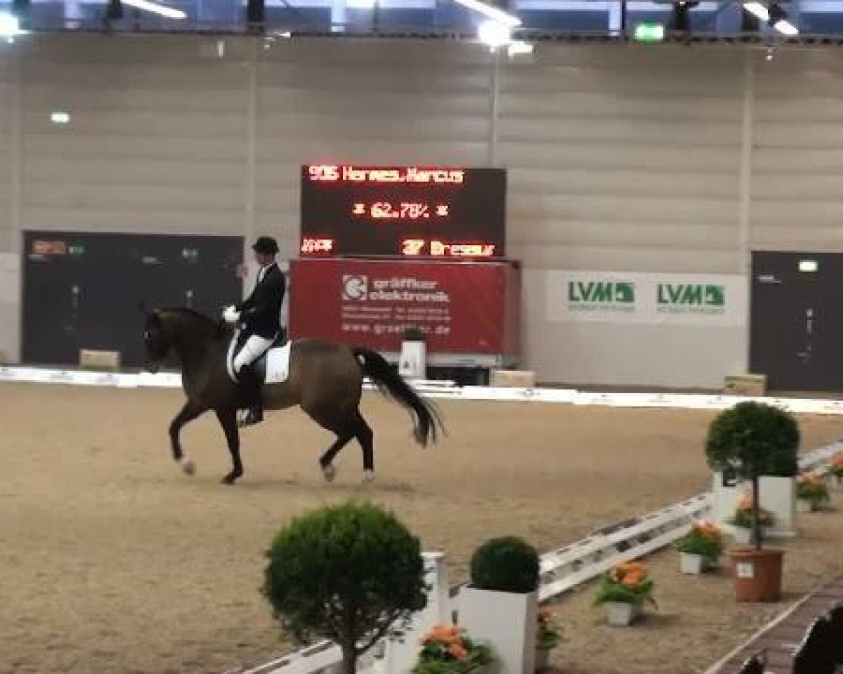 Cavallo da Dressage Gregory Go (Westfale, 1999, di Gralshüter)