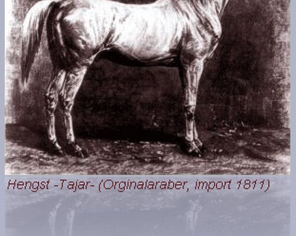 Deckhengst Tajar 1851 ox (Vollblutaraber, 1851, von Amurath I 1829 ox) Deckhengst Tajar 1851 ox (Vollblutaraber, 1851, von Amurath I 1829 ox)