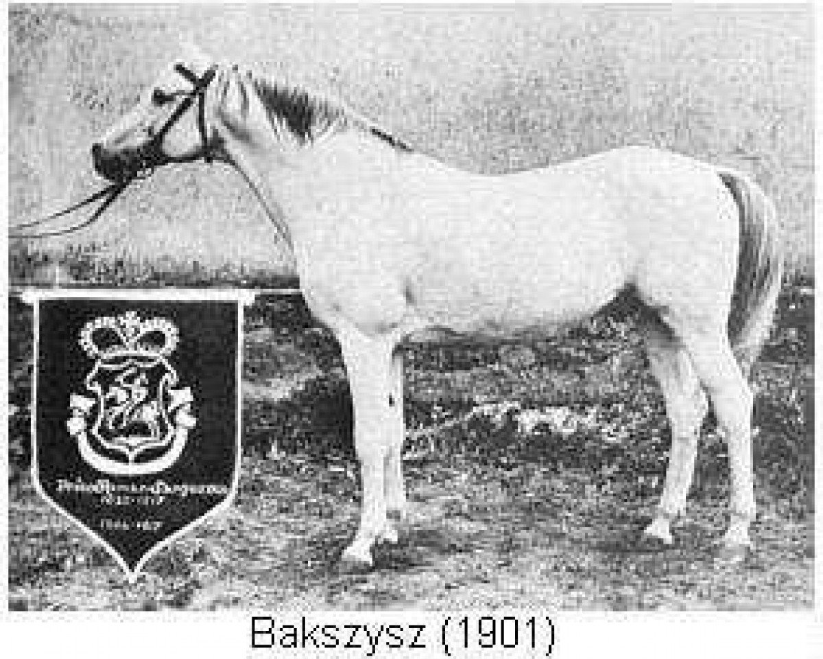 stallion Bakszysz 1901 ox (Arabian purebred, 1901, from Ilderim 1894 DB)