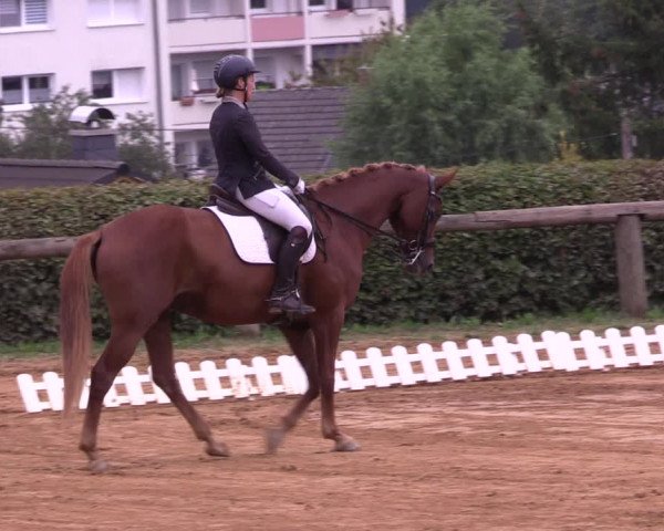 Reitturnier Lengenfeld/Vogtl. 2022