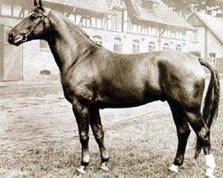Deckhengst Senator (Hannoveraner, 1951, von Semper idem 3947)