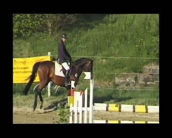 horse Clooney 42 (Holsteiner, 2006, from Cartani 4)