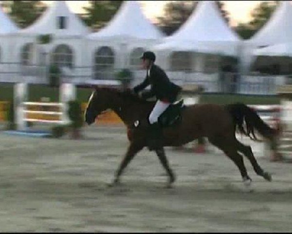 jumper Acalwahn 2 (Westphalian, 1994, from Apart)