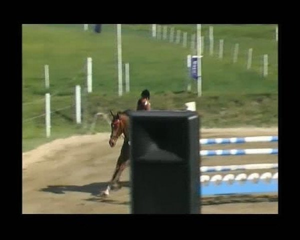 jumper Profik (Slovenian Warmblood, 1998, from Philip)