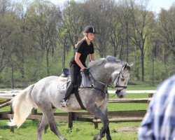 jumper Calido 70 (Westphalian, 2005, from Collin L)