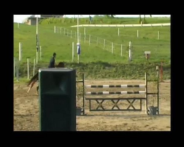 Springpferd Ruby (Hannoveraner, 2000, von Rotspon)