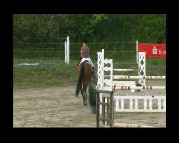 Springpferd Colandro 2 (Oldenburger, 2005, von Colander)