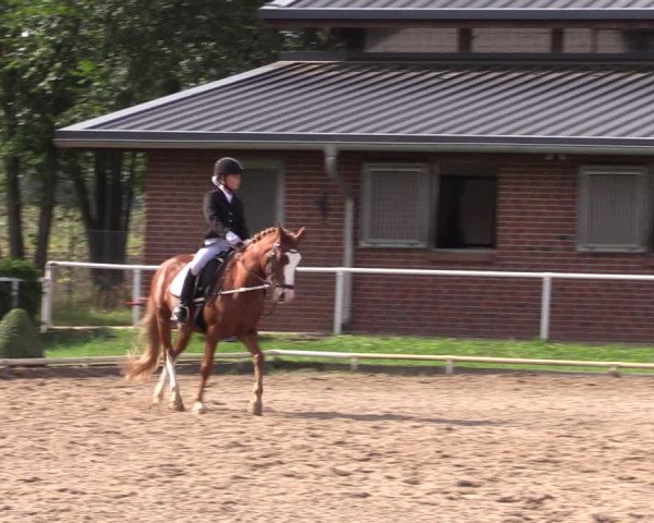 Reitturnier Münchehofe 2022