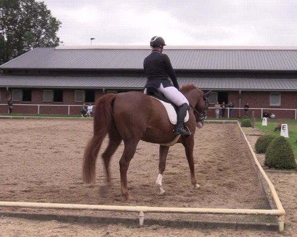 Reitturnier Münchehofe 2022