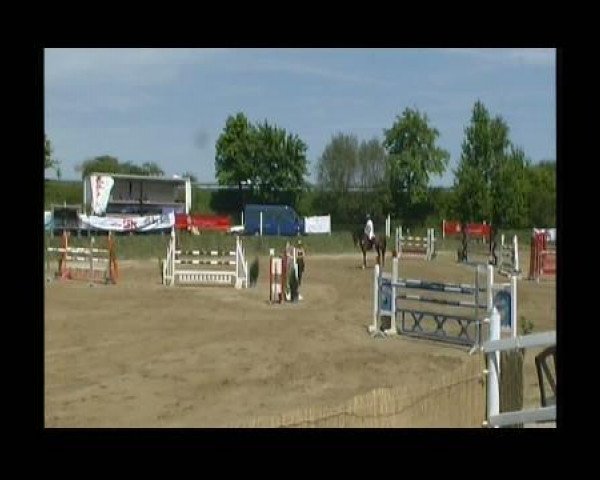 jumper Quayl (Belgian Warmblood, 2000, from Toulon)