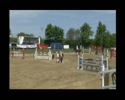jumper Quayl (Belgian Warmblood, 2000, from Toulon)