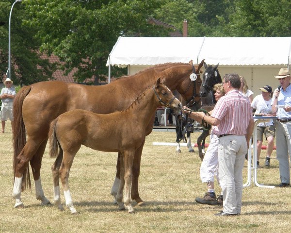 Zuchtstute Fürstin Pauline (Westfale, 2004, von Fürst Piccolo)