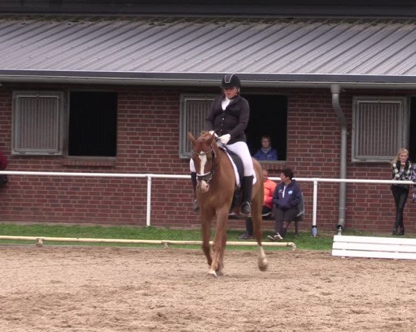 Reitturnier Münchehofe 2022