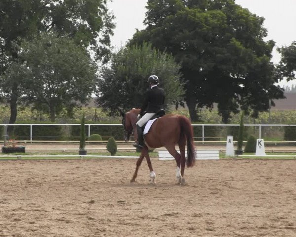 Reitturnier Münchehofe 2022