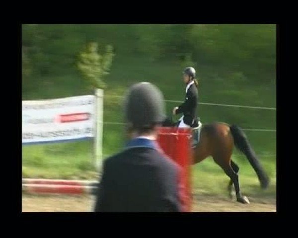 Springpferd Falcon 44 (Holsteiner, 1998, von Feenspross xx)