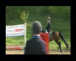Springpferd Falcon 44 (Holsteiner, 1998, von Feenspross xx)