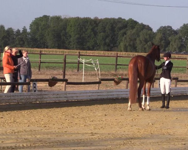 Reitturnier Ostbevern 2022