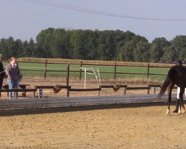 Reitturnier Ostbevern 2022