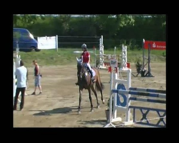 jumper Paula Palucca (Holsteiner, 2000, from Quinar)
