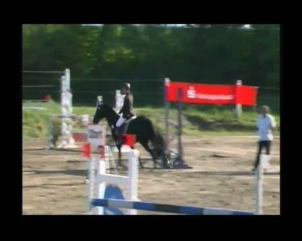 horse Hale Bob 5 (Württemberger, 1997, from Heraldik xx)