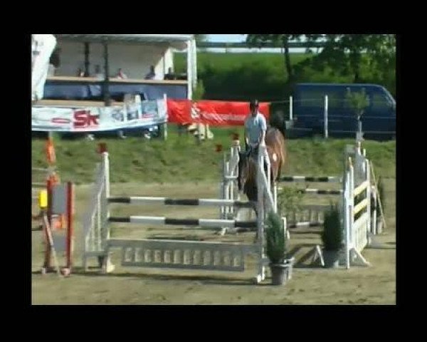 jumper Centino H (Holsteiner, 1994, from Calando I)