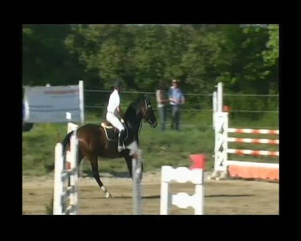 horse Cantis (Württemberger, 2003, from Centesimo I)